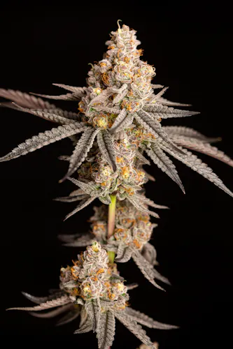 Photograph of product: Flower - Alien Marker - 3.5g