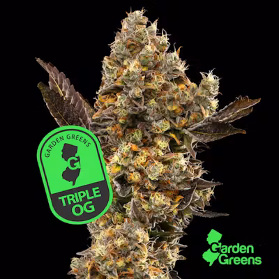 Photograph of product: Garden Greens - Triple OG - 3.5g Flower
