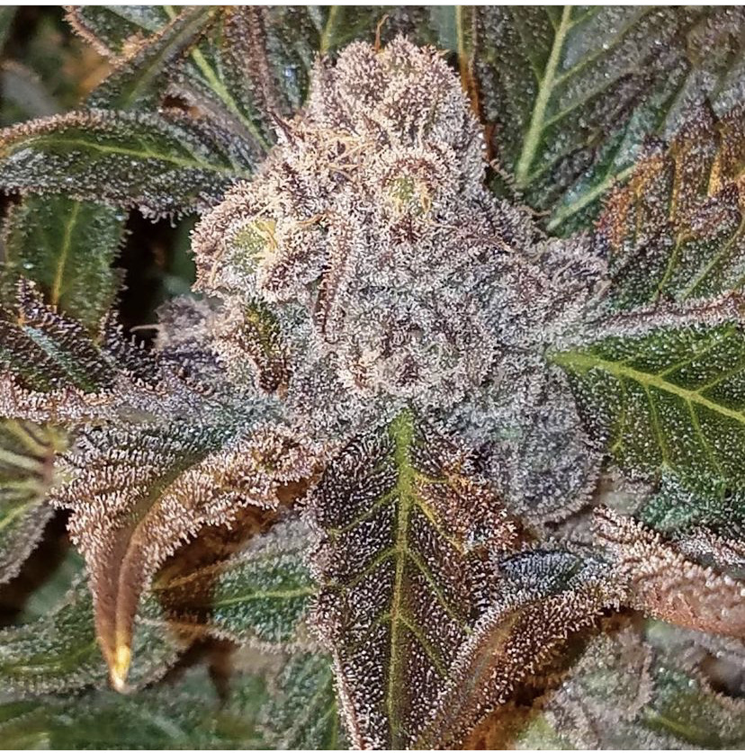 Photograph of product: LA Confidential 1/8 Prepack - 28g