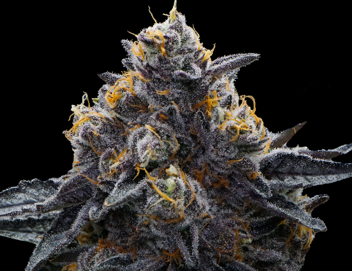 Photograph of product: Franklin Fields | Superboof | Flower | 1/4th OZ - 28g