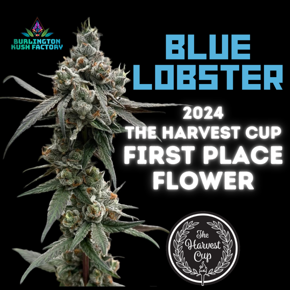 Photograph of product: Burlington Kush Factory | Burlington Blue Lobster | x2 .5g Pre Rolls