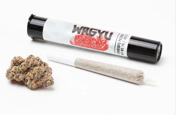 Photograph of product: Clout King - Cream Pie 1g Pre Roll