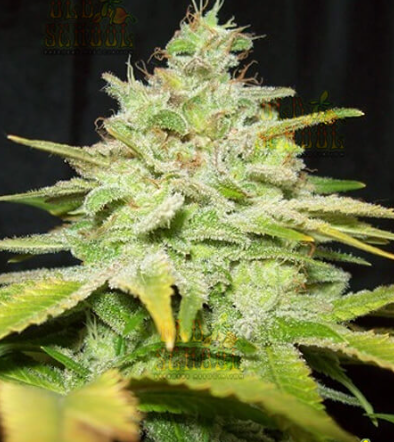 Photograph of product: Gold Shelf - Gelato Cake (I) - 10g