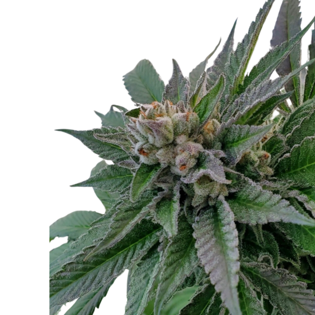 Photograph of product: Belushi's Farm: 7g Flower Small Buds (Chemistry)