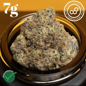 Photograph of product: Grand Pappy's Chillemon Flower 7g (C0040001202)