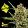 Photograph of product: Super Lemon Haze 3.5-S - 3.5g