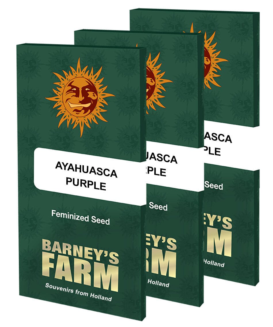 Photograph of product: UGS - Ayahuasca Purple (5 pack) Barney's Farm - Oui'd Oui'd Seeds