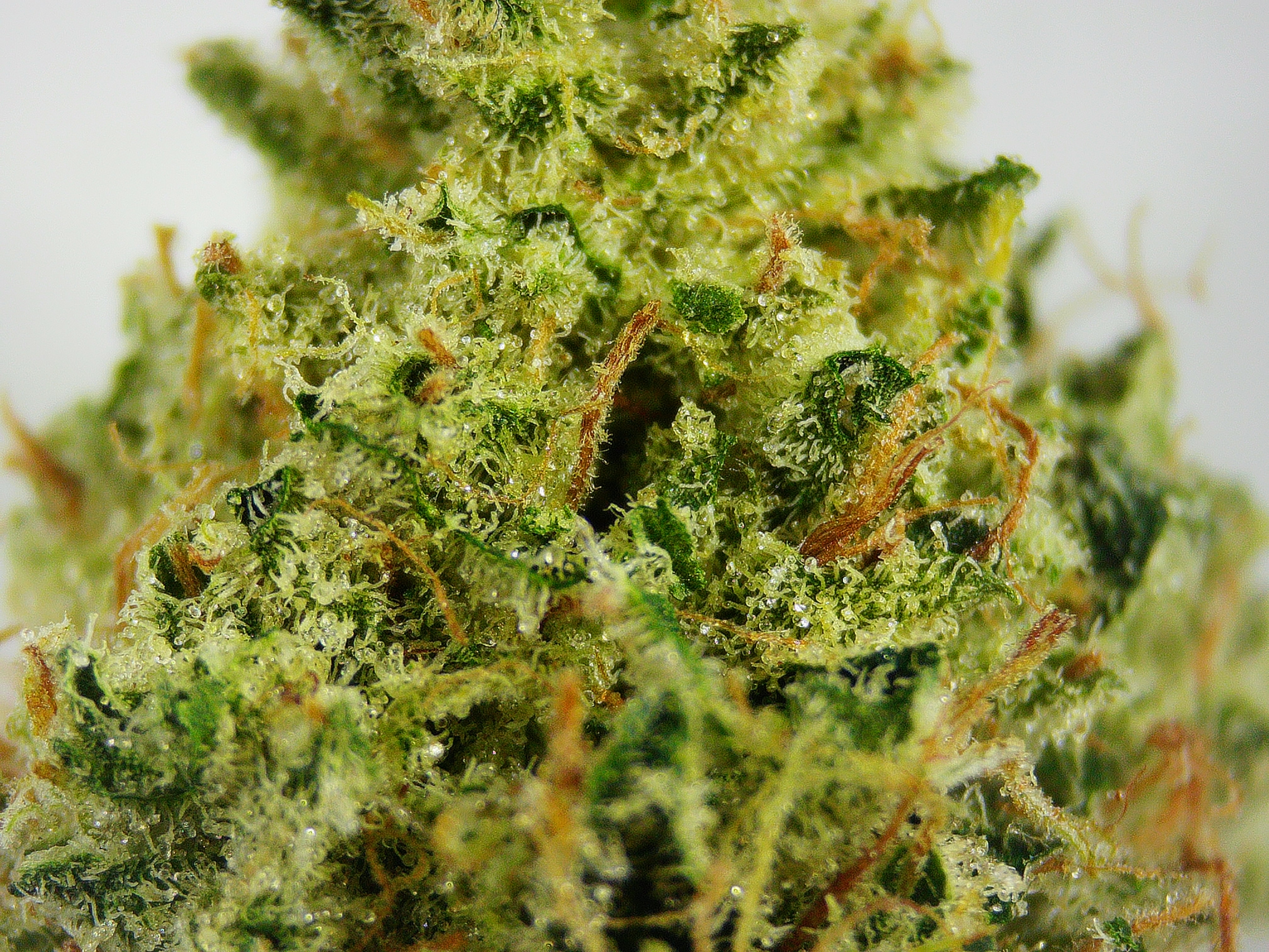 Photograph of Product: Smugglers Notch Sour BULK Flower - 1g