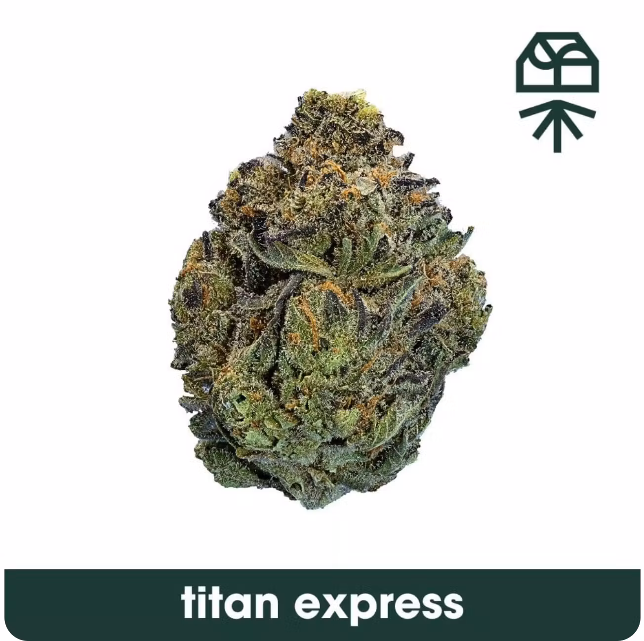 Photograph of product: Grassroots | Titan Express | Flower | 3.5g