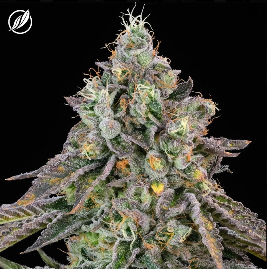Photograph of product: Savvy Smalls 7g Dosilato I 25961