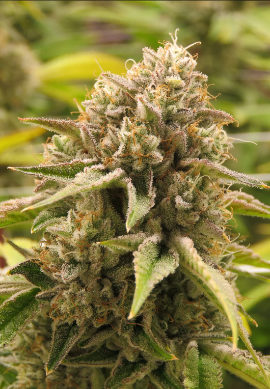 Photograph of product: Jungle Boys - Wild OG | FLWRPot | Bulk Flower - 28g