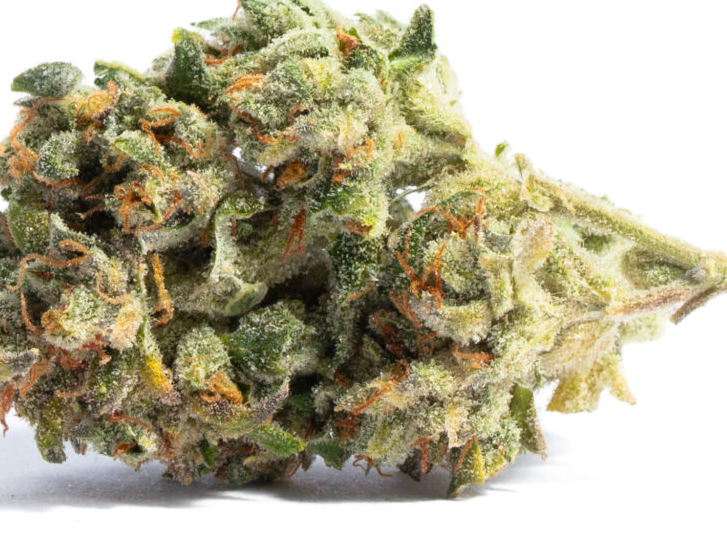 Photograph of product: Compton Landrace | 7G (TAX INCLUDED)