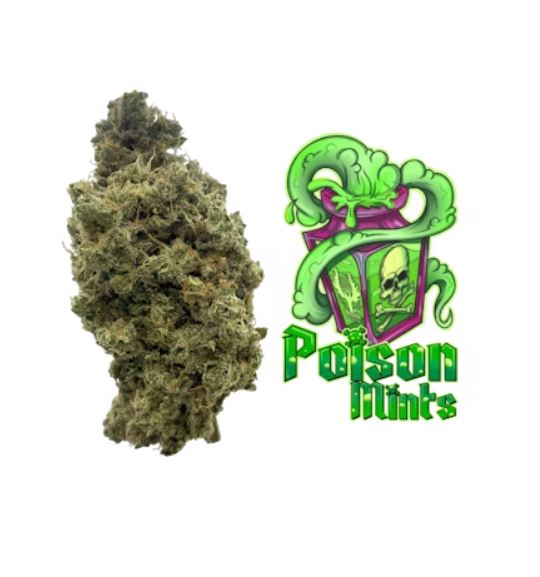 Photograph of product: Lazy River | Poison Mints Flower 1g