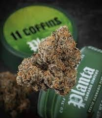 Photograph of product: Planta 11 Coffins $50