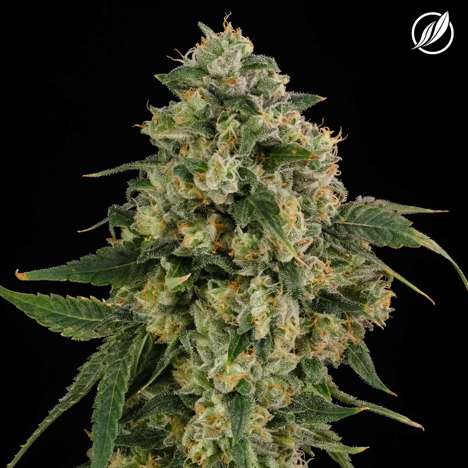 Photograph of product: Royale Flower H 26094 - 3.5g