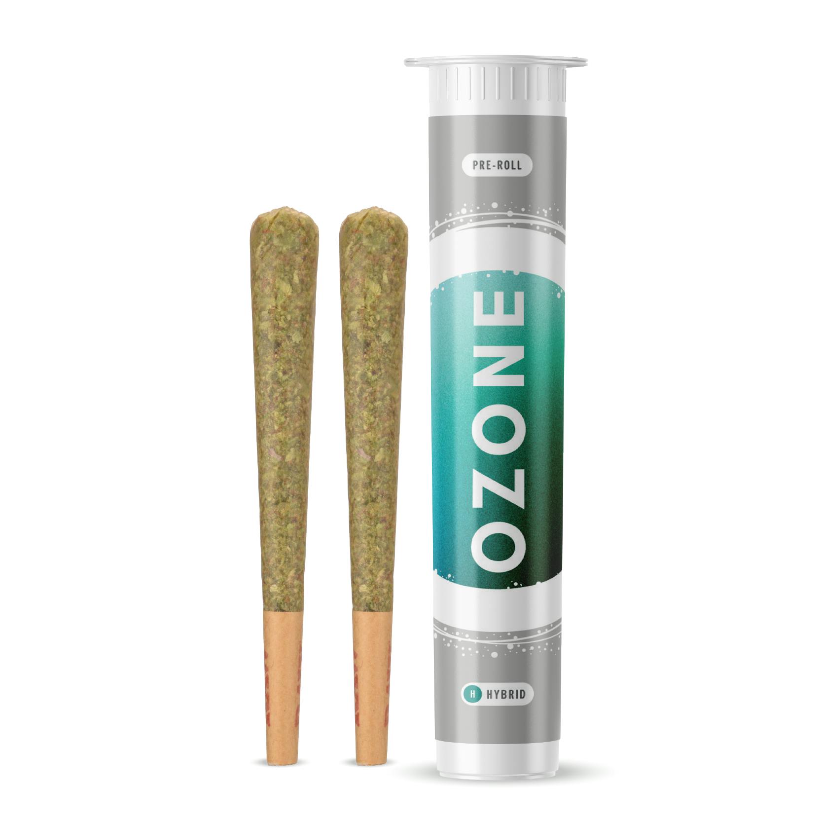 Photograph of product: Robusta - 2 Pack