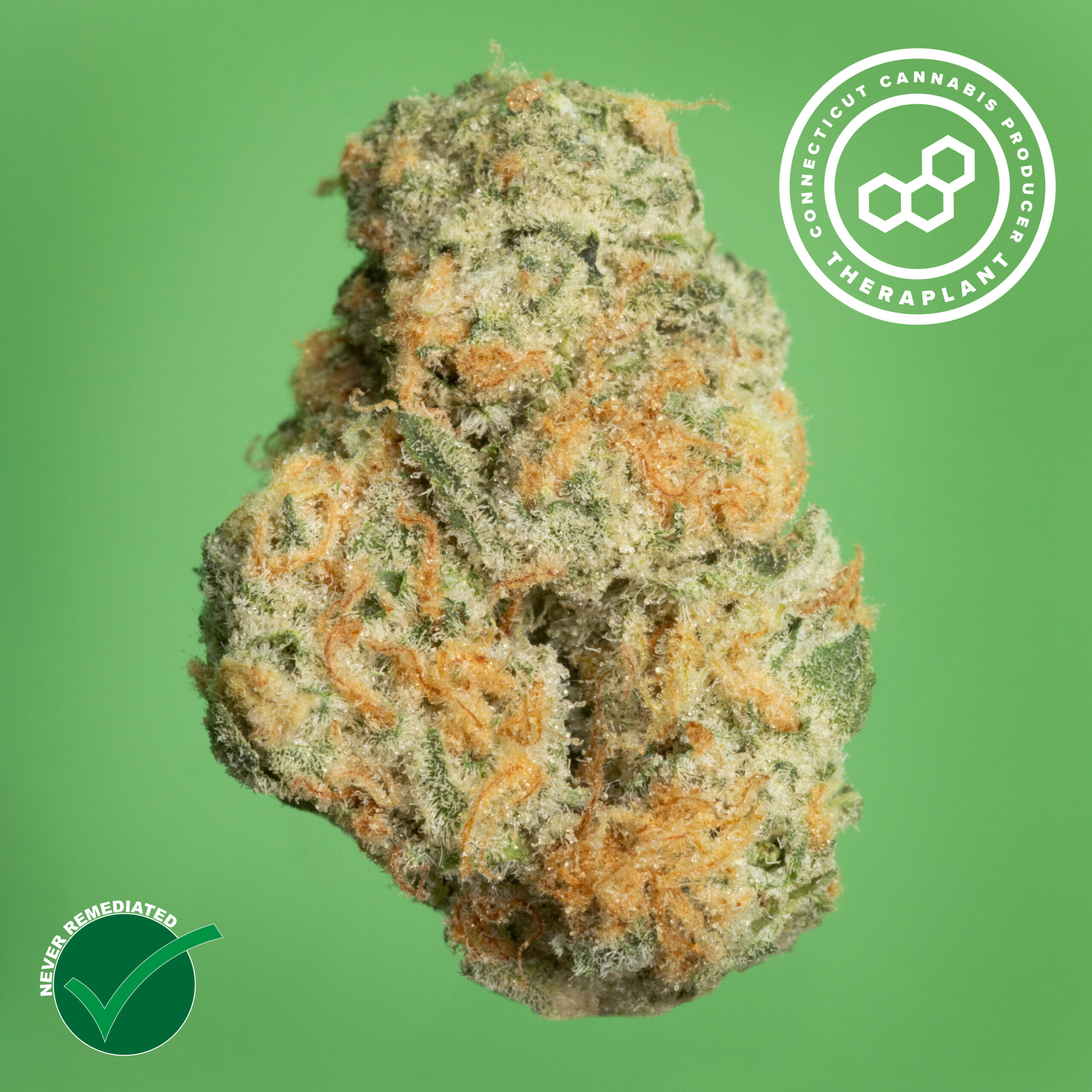 Photograph of product: Theraplant Black Ch GMO Whole Flower 22.44% (H) 7g - 01091