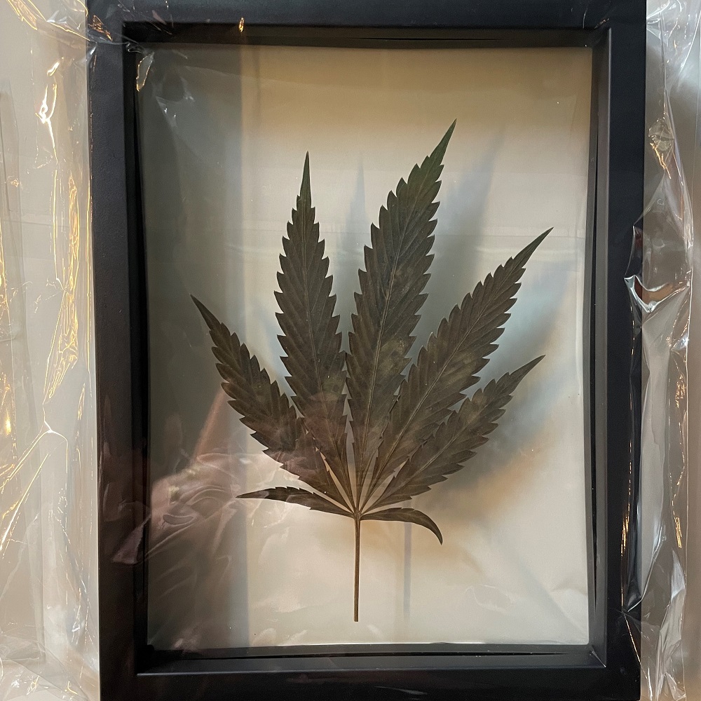 Photograph of Product: Art - Large Floating Frame Cannabis Leaf