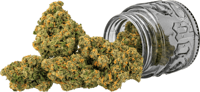 Photograph of product: Jack (S) - 3.5g Jar - Retail