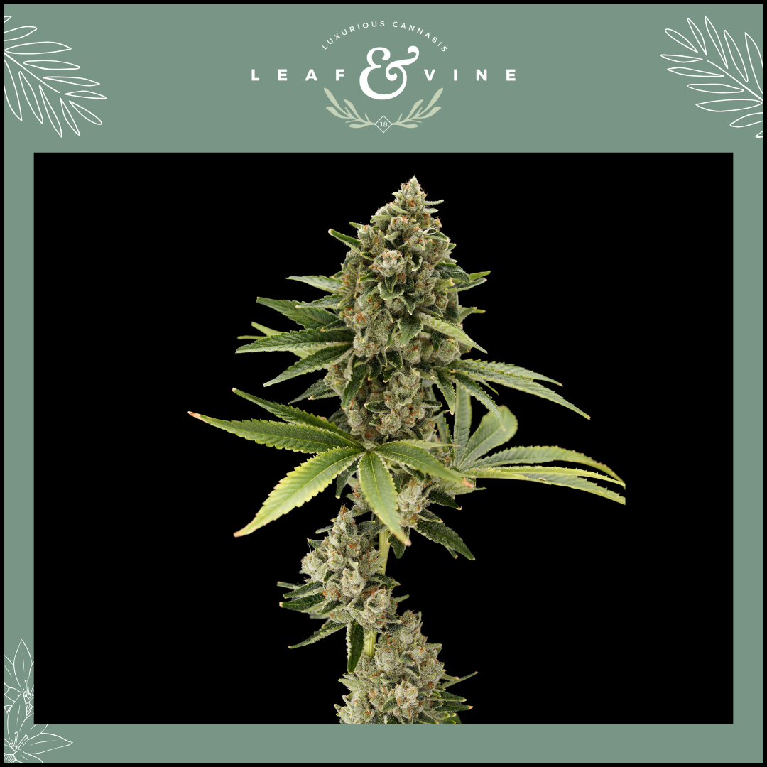 Photograph of product: Leaf and Vine Orange Tahoe 3.5g Prepack