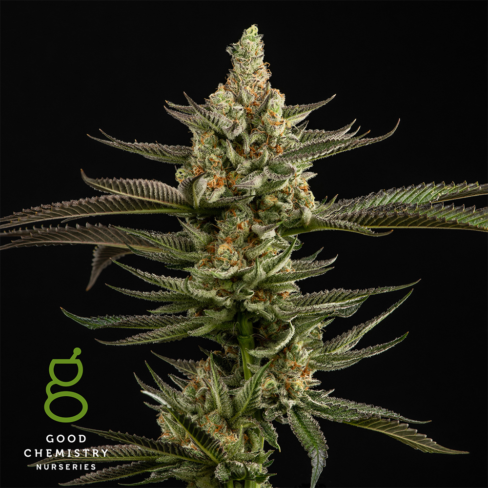 Photograph of product: Peanut Butter Breath - 28g