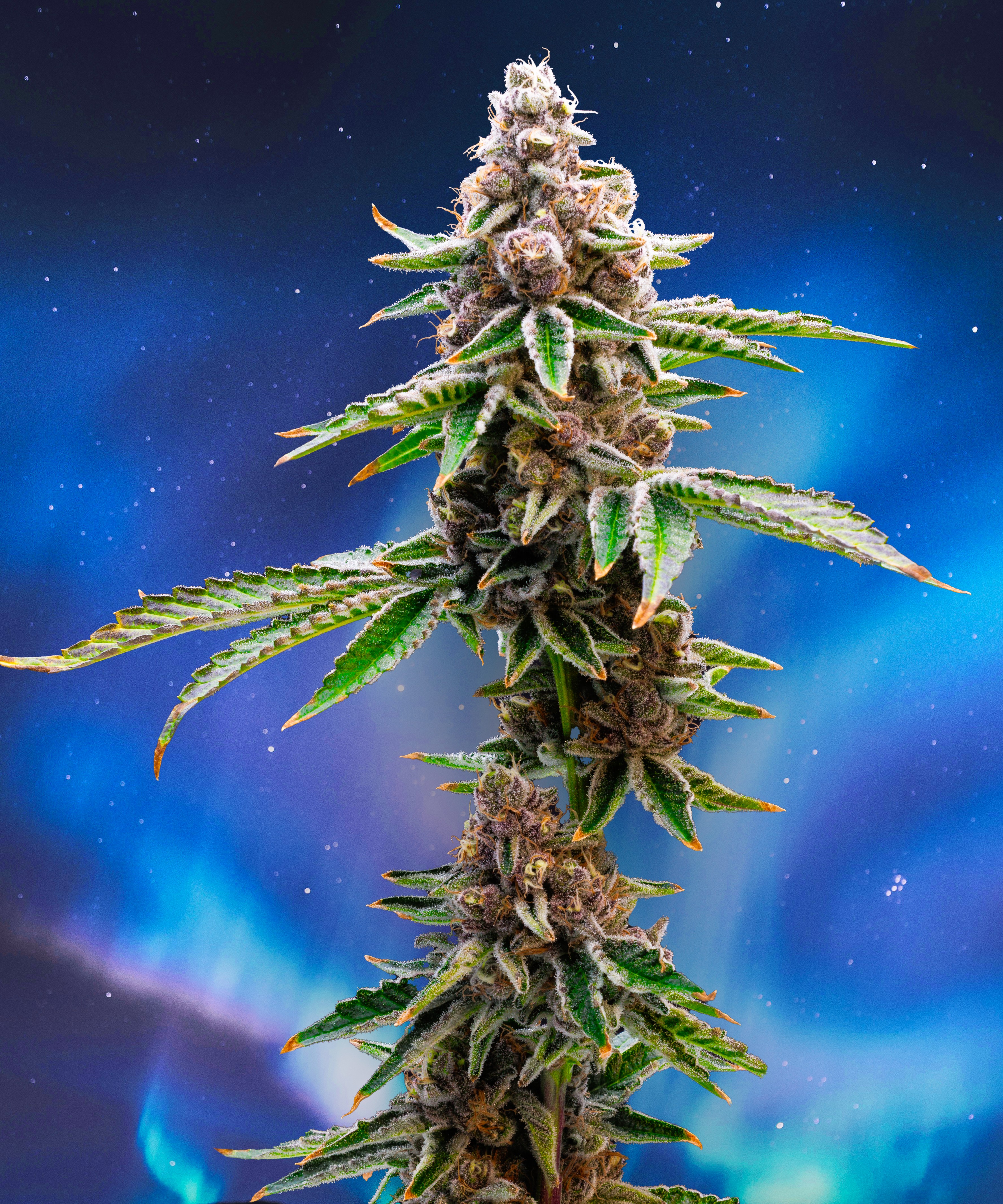 Photograph of product: Ice Cream Sundae - Borealis - 1g Pre-Roll