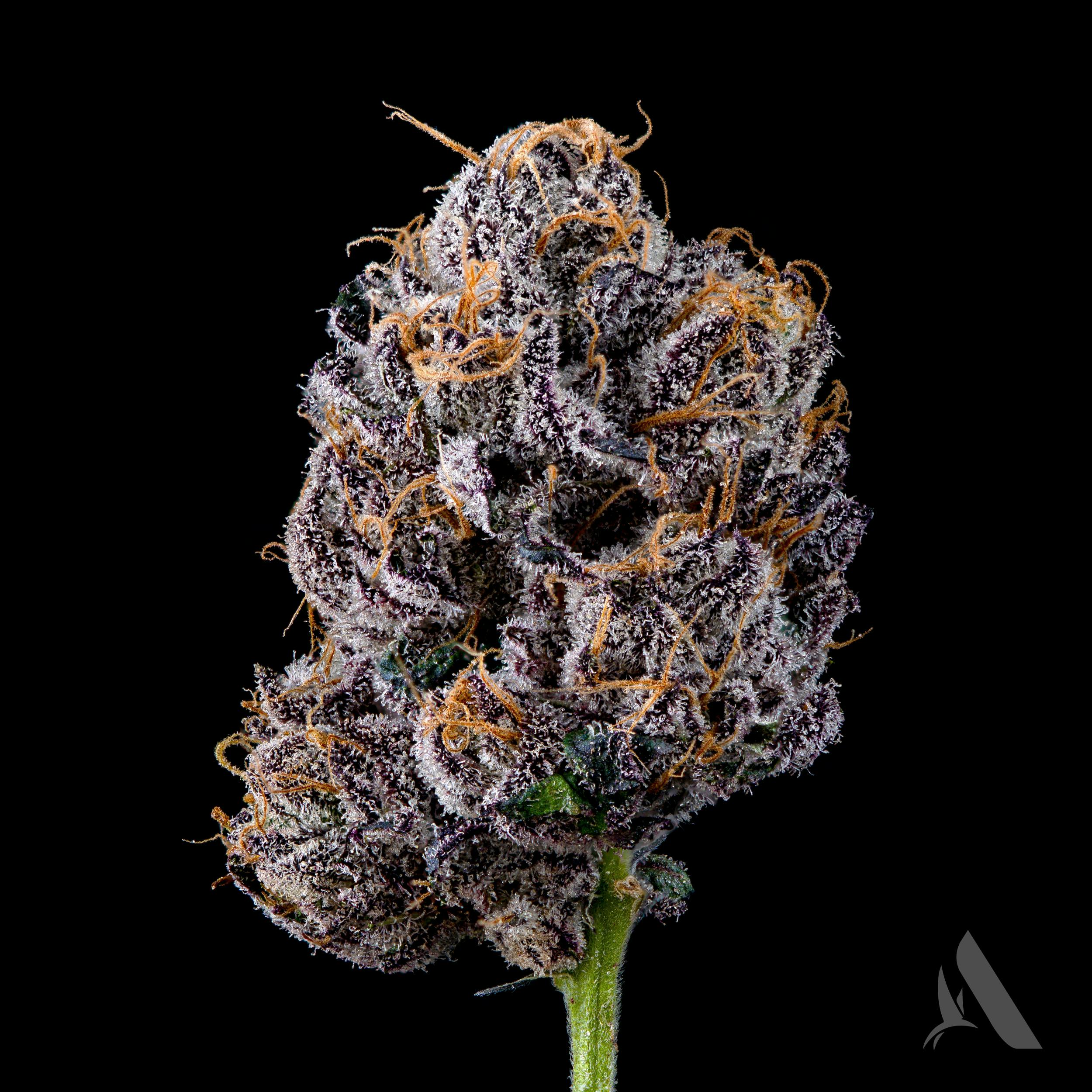 Photograph of Product: Affinity Blue Zushi Flower T16.69% (H) 00377