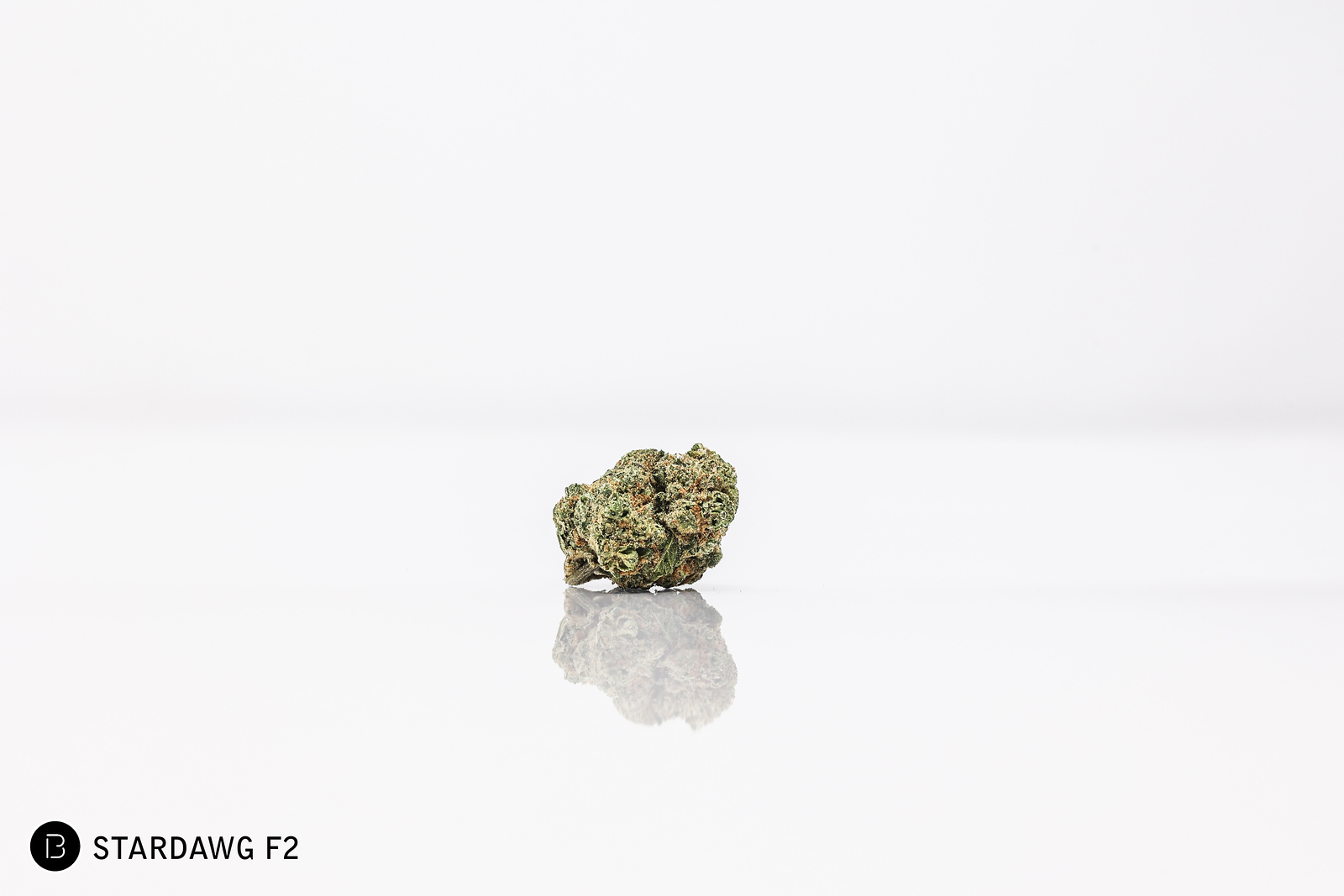 Photograph of product: Bold: Flower | Stardawg F2 - 14g
