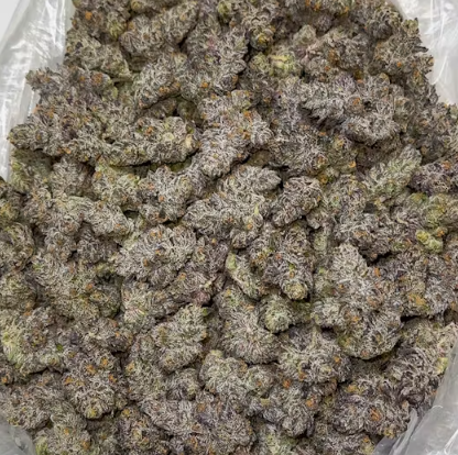 Photograph of product: CHERRY MARTINELLI (H) |  3.5G