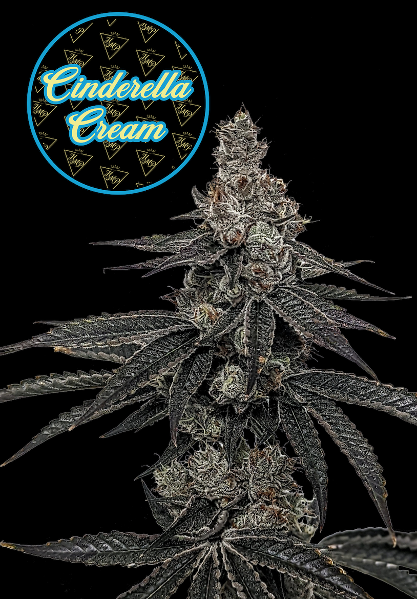 Photograph of product: Cinderella Cream (S) - 3.5g - Highmark Provisions