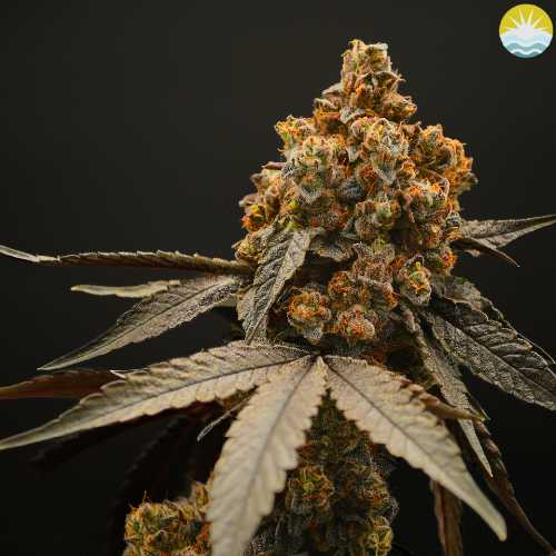 Photograph of product: Figi Sunset | 3.5g | Flower | Baked Beans