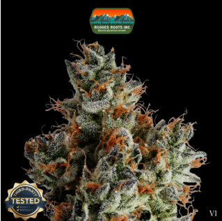 Photograph of product: RRS | Watermelon Gelato Dime Bag - 1g