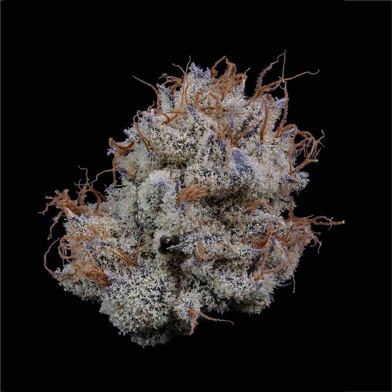 Photograph of product: Violet Fog- Full Bud oz 28g