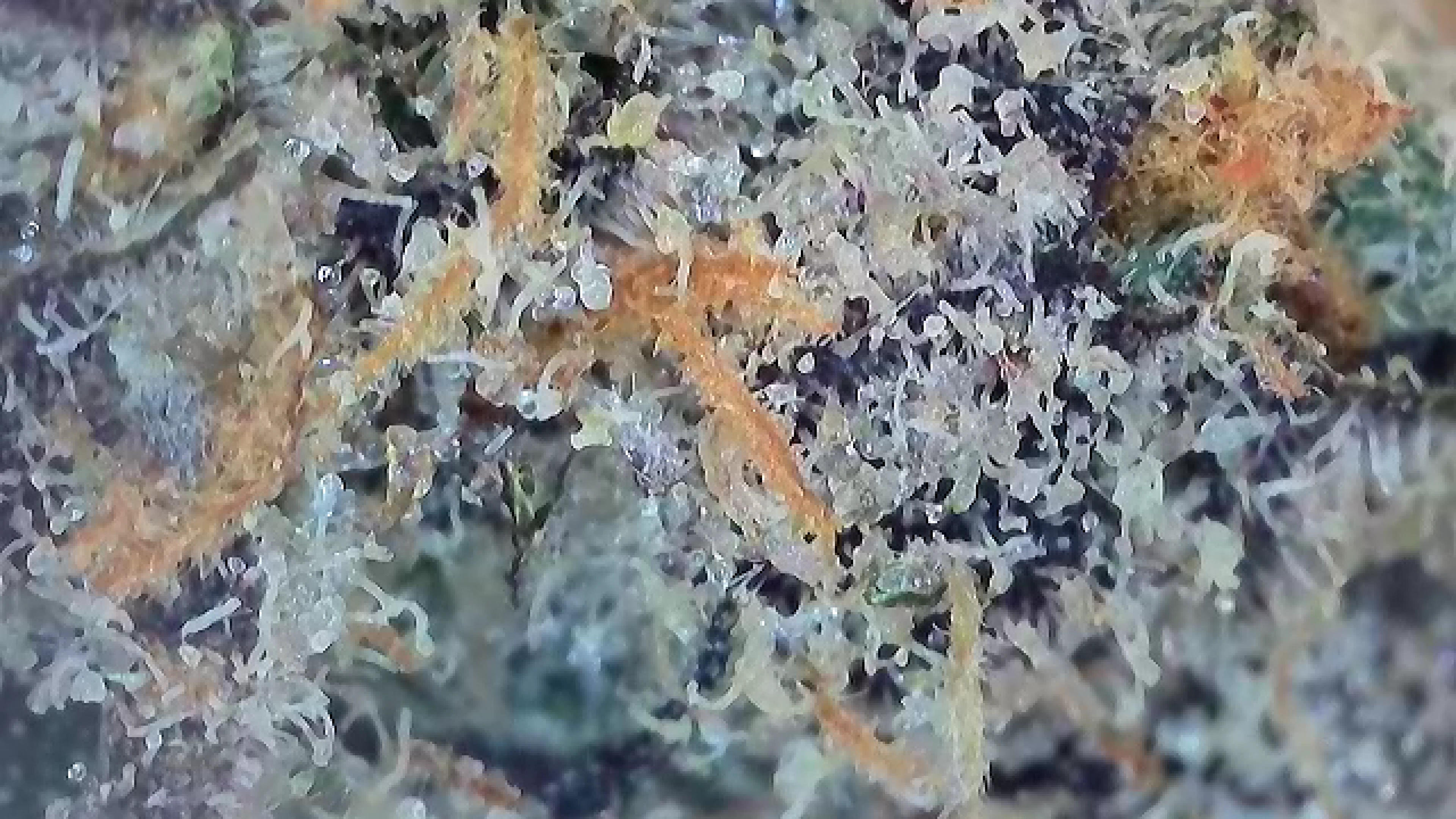 Photograph of product: Lemon Cherry Gelato #2 | Deli Style - 28g