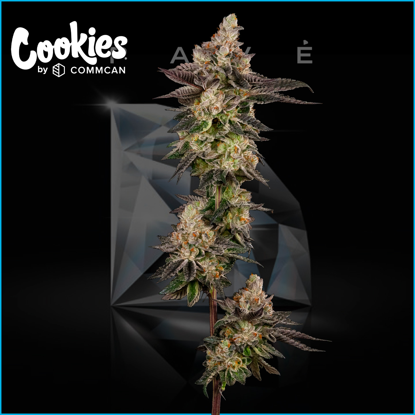 Photograph of product: Cookies | Pave | Flower - 3.5g