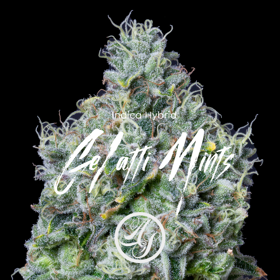 Photograph of product: Flower: Gelatti Mints - 14g