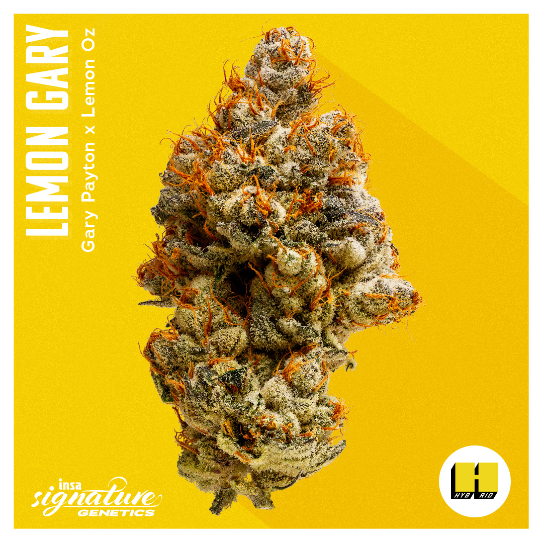 Photograph of product: Flower - Lemon Gary - 3.5g