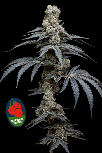 Photograph of product: Full Tilt Labs - Blueberry Cherry - 3.5g Flower
