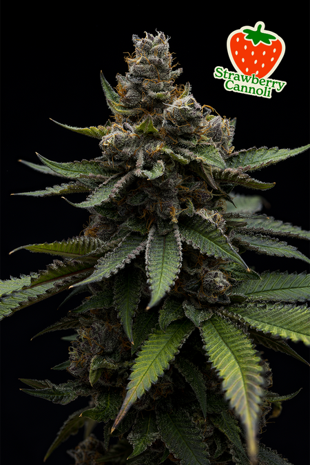 Photograph of product: Full Tilt Labs - Strawberry Cannoli - 3.5g Flower