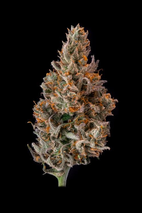 Photograph of product: Local Roots - Blue Dream Blowfish - Flower - 3.5g