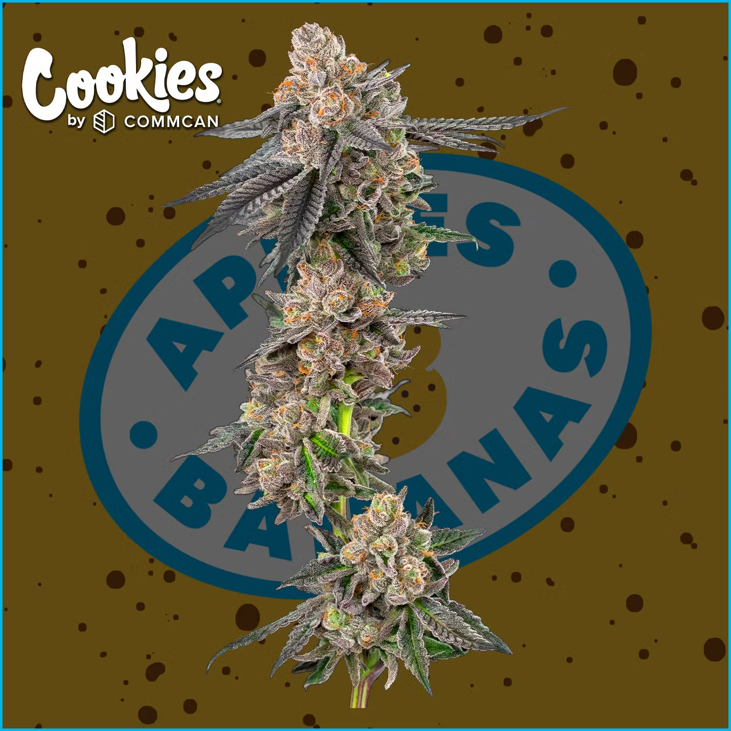 Photograph of product: Apples & Bananas | 3.5g | 24.47% TAC