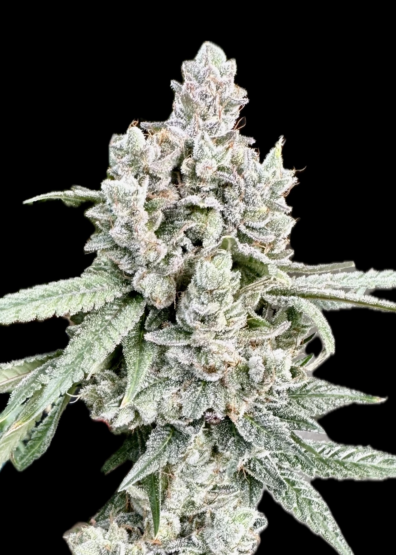 Photograph of product: Craft Hydro | GG#4 | Hybrid | Bulk Flower | Gold - 1g