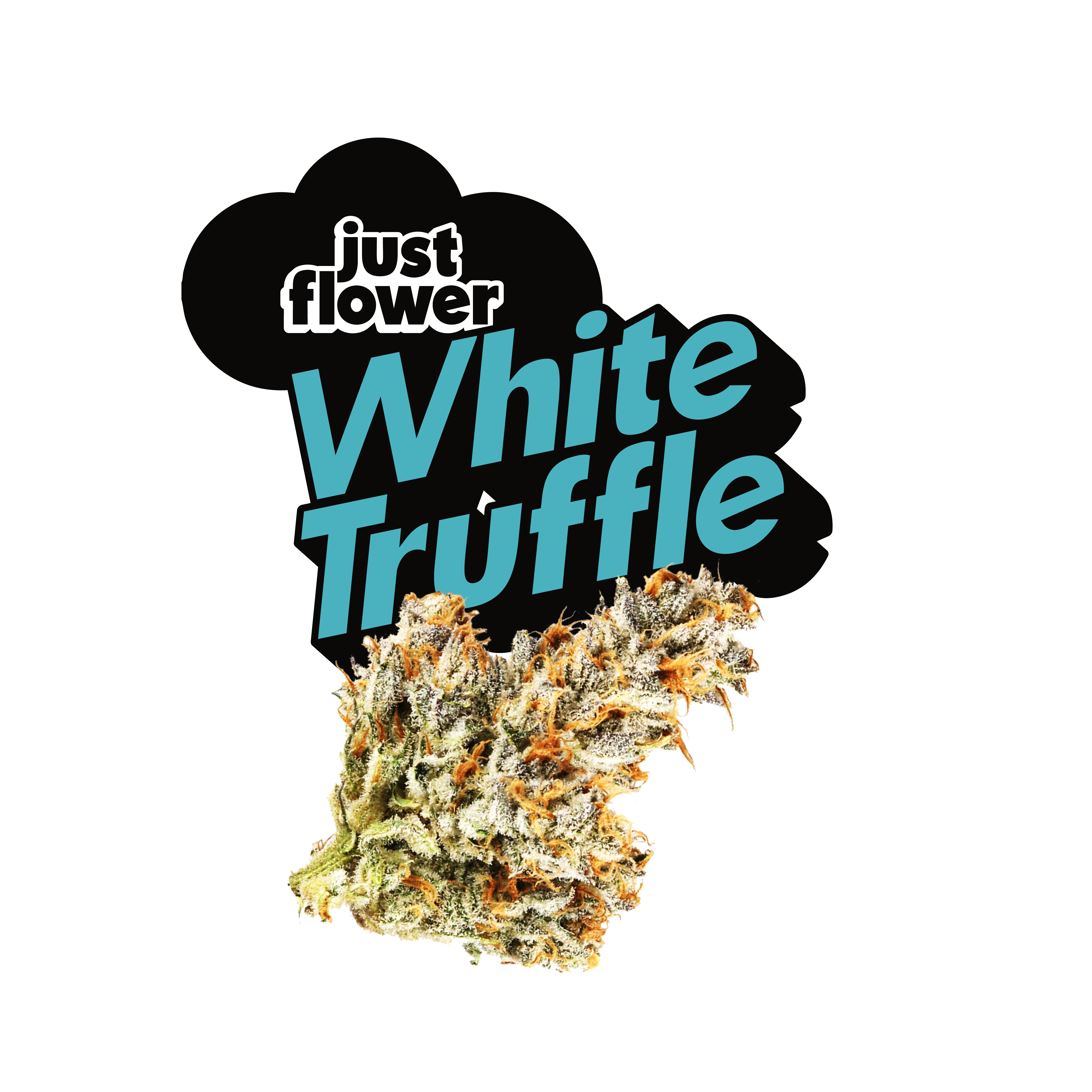 Photograph of product: White Truffle | 4g