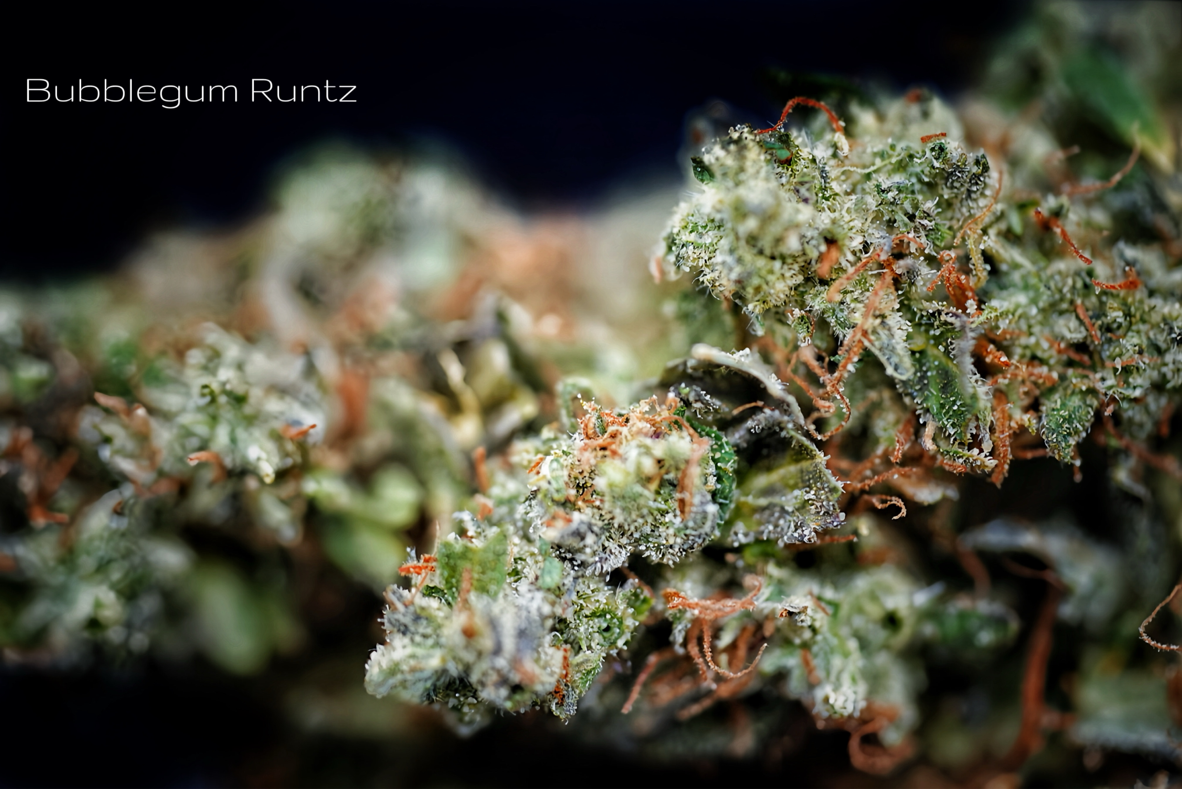 Photograph of product: Bubble Gum Runtz Popcorn (H) - 28g