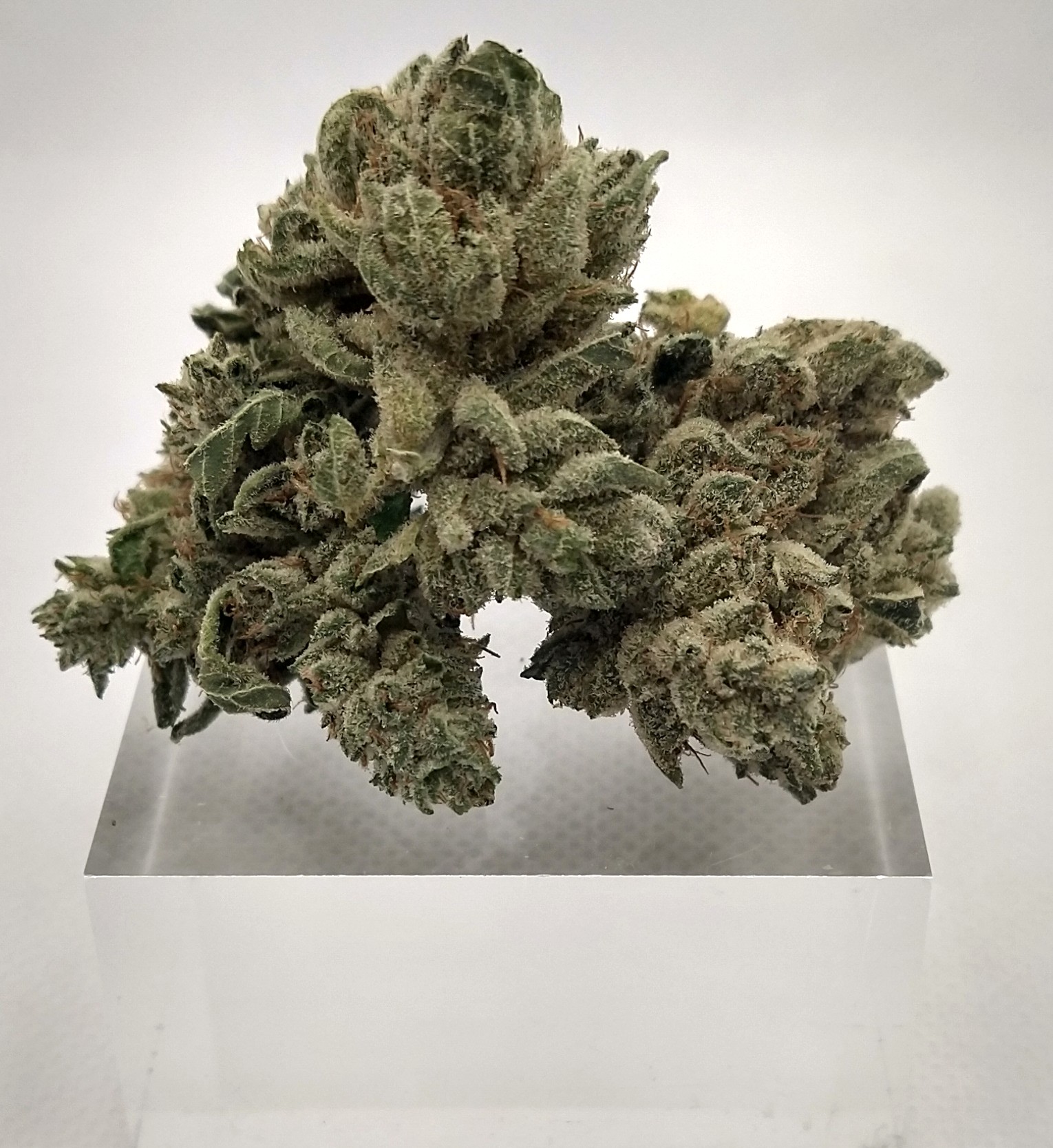 Photograph of product: Harbor Farmz | GG#4 | Hybrid |  Bulk Flower | Platinum - 1g