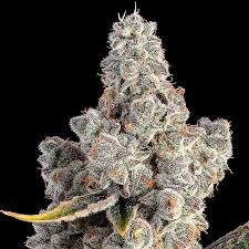 Photograph of product: Happy Valley | Overtime | Flower - 3.5g