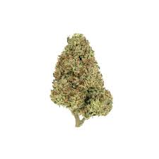 Photograph of product: Bold Cultivation Don Carlos 3.5g Oui'd Hybrid Flower