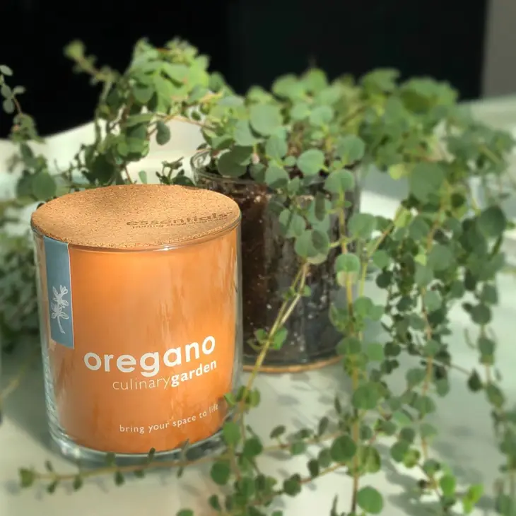 Photograph of product: Potting Shed Creations- Essential Oregano Culinary Garden