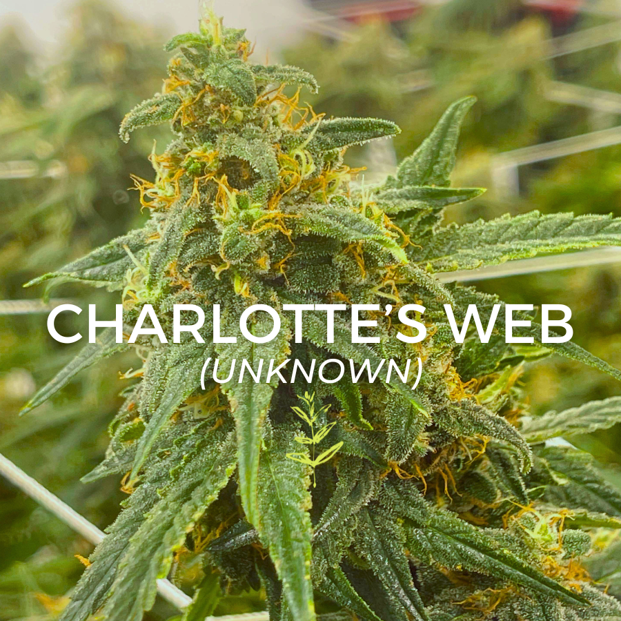 Photograph of product: Charlotte's Web - 4g