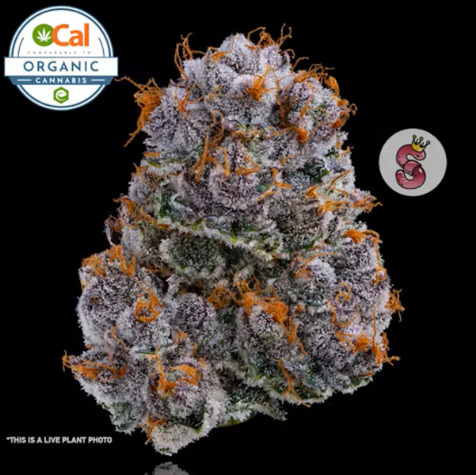 Photograph of product: Mimosa (Si) OCal Living Soil Flower 3.5g 8th - No Till Kings